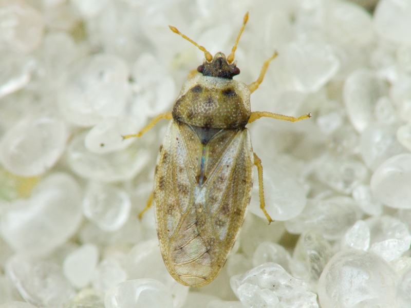Piesma maculatum (Laporte, 1833)